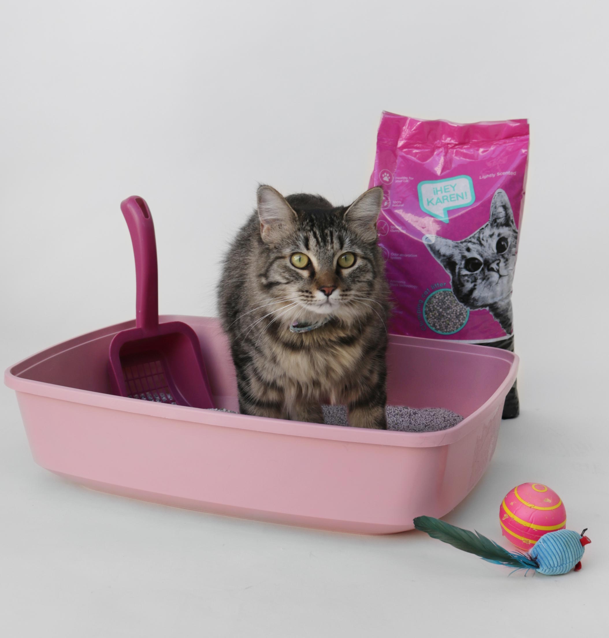 hey karen arena gato
